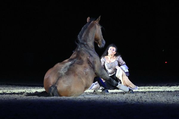 Pferde2011   042.jpg